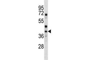 WNT6 antibody western blot analysis in HepG2 lysate (WNT6 Antikörper  (AA 173-201))