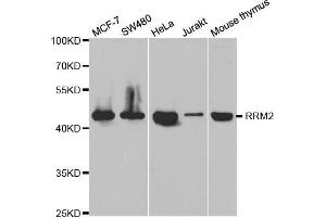 Western blot analysis of extracts of various cell lines, using RRM2 antibody (ABIN5973030) at 1/1000 dilution. (RRM2 Antikörper)