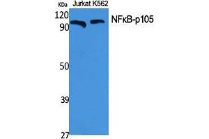 Western Blot (WB) analysis of specific cells using NFkappaB-p105 Polyclonal Antibody. (NFKB1 Antikörper  (Thr145))