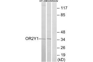 Western blot analysis of extracts from HT-29 cells and RAW264. (OR2Y1 Antikörper  (Internal Region))