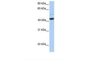 Image no. 1 for anti-Ectodysplasin A Receptor (EDAR) (AA 290-339) antibody (ABIN6738597) (EDAR Antikörper  (AA 290-339))