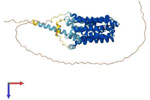 FLVCR2 Protein (AA 1-526) (His tag)