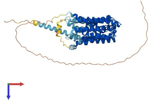 FLVCR2 Protein (AA 1-526) (His tag)