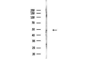 anti-Interferon Regulatory Factor 9 (IRF9) (pSer139) antibody