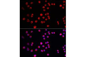 Immunofluorescence analysis of Neuro-2a cells using PTPN5 Rabbit pAb (ABIN7269705) at dilution of 1:150 (40x lens). (PTPN5 Antikörper  (AA 360-490))