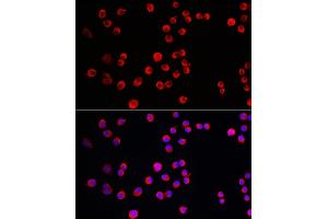 Immunofluorescence analysis of Neuro-2a cells using PTPN5 Rabbit pAb (ABIN7269705) at dilution of 1:150 (40x lens). (PTPN5 Antikörper  (AA 360-490))