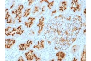 Formalin-fixed, paraffin-embedded human kidney stained with CD10 Mouse Monoclonal Antibody (MME/1893).