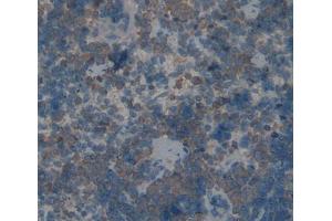 IHC-P analysis of spleen tissue, with DAB staining. (TLR1 Antikörper  (AA 25-134))