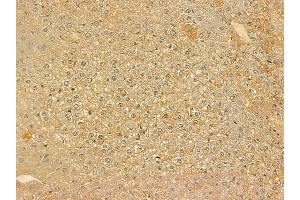 FBXO4 Mouse Monoclonal Antibody at 1/100 staining mouse liver tissue by IHC-P.