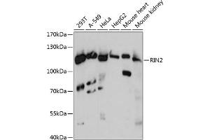 Western blot analysis of extracts of various cell lines, using RIN2 antibody (ABIN6128672, ABIN6146954, ABIN6146955 and ABIN6217921) at 1:3000 dilution. (RIN2 Antikörper  (AA 596-895))