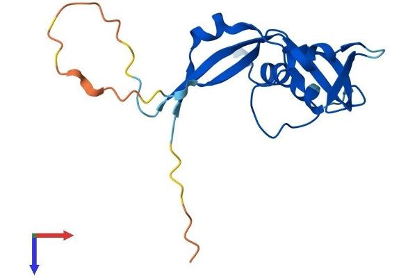 RNASEH2C Protein (AA 1-164) (His tag)