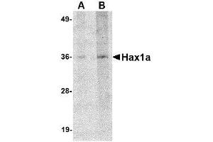 Image no. 1 for anti-HCLS1 Associated Protein X-1 (HAX1) (N-Term) antibody (ABIN341674) (HAX1 Antikörper  (N-Term))