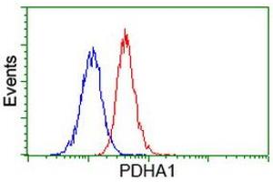 Image no. 2 for anti-Pyruvate Dehydrogenase (Lipoamide) alpha 1 (PDHA1) antibody (ABIN1500104) (PDHA1 Antikörper)