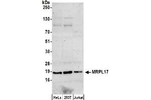 anti-Mitochondrial Ribosomal Protein L17 (MRPL17) (AA 25-75) antibody