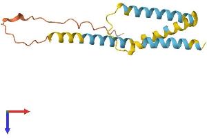 BIK Protein (AA 1-150) (His tag)