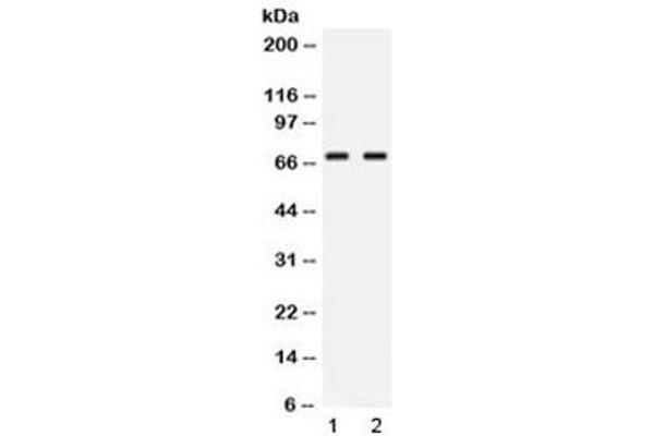 NFIA Antikörper  (AA 180-224)