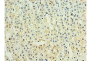 Immunohistochemistry of paraffin-embedded human adrenal gland tissue using ABIN7156607 at dilution of 1:100 (IL29 Antikörper  (AA 20-200))