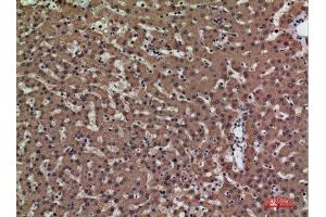 Immunohistochemistry (IHC) analysis of paraffin-embedded Human Liver, antibody was diluted at 1:100. (PSG1 Antikörper  (Internal Region))