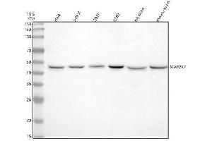 Western blot analysis of MKK7/MAP2K7 using anti-MKK7/MAP2K7 antibody (ABIN7605538).