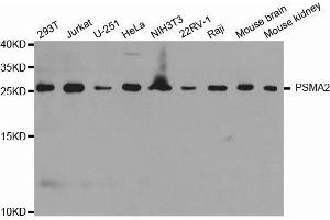 Western Blotting (WB) image for anti-Proteasome Subunit alpha 2 (PSMA2) antibody (ABIN1874364) (PSMA2 Antikörper)
