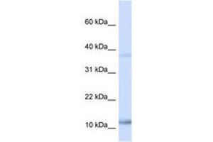 Image no. 1 for anti-Nescient Helix Loop Helix 1 (NHLH1) (AA 38-87) antibody (ABIN6739100) (NHLH1 Antikörper  (AA 38-87))