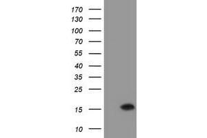 Western Blotting (WB) image for anti-Chromosome 20 Open Reading Frame 30 (C20orf30) antibody (ABIN1498765) (C20orf30 Antikörper)