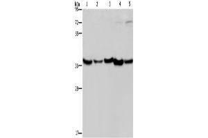 Western Blotting (WB) image for anti-DnaJ (Hsp40) Homolog, Subfamily B, Member 4 (DNAJB4) antibody (ABIN2423323) (DNAJB4 Antikörper)
