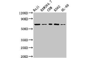 Western Blot Positive WB detected in: Raji whole cell lysate, RAW264. (ZAP7 (AA 253-325) Antikörper)