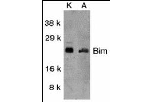 Western Blotting (WB) image for anti-BCL2-Like 11 (Apoptosis Facilitator) (BCL2L11) (Middle Region) antibody (ABIN1030889) (BIM Antikörper  (Middle Region))