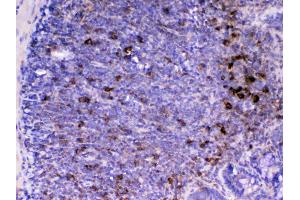 Immunohistochemistry (IHC) image for anti-CD14 (CD14) (AA 16-260) antibody (ABIN5518974)