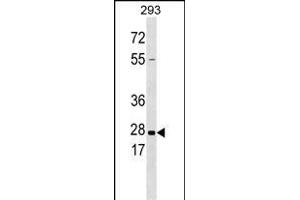 KLK5 Antibody  (ABIN390305 and ABIN2840740) western blot analysis in 293 cell line lysates (35 μg/lane).