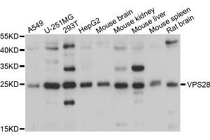 Western blot analysis of extracts of various cells, using VPS28 antibody. (VPS28 Antikörper)