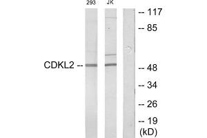 Western blot analysis of extracts from 293 cells and Jurkat cells, using CDKL2 antibody.