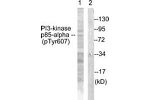Western blot analysis of extracts from rat kidney, using PI3-kinase p85-alpha (Phospho-Tyr607) Antibody. (PIK3R1 Antikörper  (pTyr607))