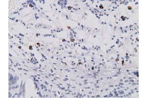 Immunohistochemical staining of paraffin-embedded Human Kidney tissue using anti-SDR9C7 mouse monoclonal antibody. (SDR9C7 Antikörper)