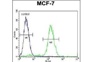WDR27 Antibody (N-term) (ABIN655738 and ABIN2845185) flow cytometric analysis of MCF-7 cells (right histogram) compared to a negative control cell (left histogram). (WDR27 Antikörper  (N-Term))