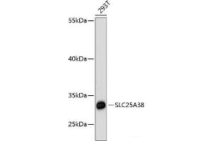 Western blot analysis of extracts of 293T cells using SLC25A38 Polyclonal Antibody at dilution of 1:3000. (SLC25A38 Antikörper)