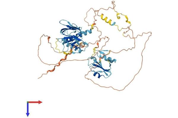 SHC2 Protein (AA 1-573) (His tag)