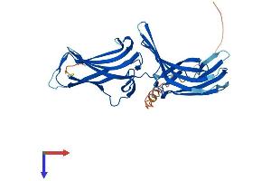VPS26B Protein (AA 1-336) (His tag)