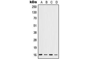 Western blot analysis of ID1 expression in HeLa (A), HepG2 (B), mouse liver (C), rat liver (D) whole cell lysates.