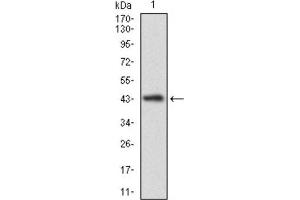 Western Blotting (WB) image for anti-Calmegin (CLGN) (AA 249-405) antibody (ABIN1843004)