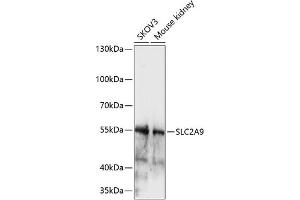 Western blot analysis of extracts of various cell lines, using SLC2 antibody (ABIN7270416) at 1:1000 dilution.