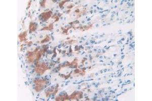 IHC-P analysis of Mouse Stomach Tissue, with DAB staining. (NPM1 Antikörper  (AA 212-292))