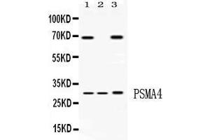 Western blot analysis of PSMA4 expression in rat liver extract ( Lane 1), mouse spleen extract ( Lane 2) and HELA whole cell lysates ( Lane 3). (PSMA4 Antikörper  (Middle Region))