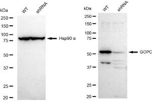 Western blotting analysis using GOPC antibody (ABIN7798796).