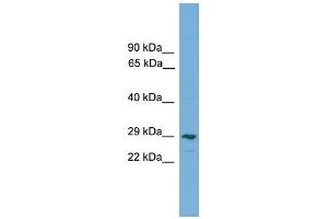 Western Blotting (WB) image for anti-C-Type Lectin Domain Family 4, Member M (CLEC4M) (Middle Region) antibody (ABIN2775566)