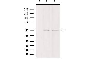 Western blot analysis of extracts from various samples, using DDX19B Antibody. (DDX19B Antikörper  (N-Term))