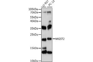 Western blot analysis of extracts of various cell lines, using MGST2 antibody (ABIN7268514) at 1:1000 dilution. (MGST2 Antikörper  (C-Term))