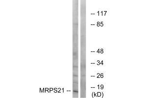 Western blot analysis of extracts from COS cells, using MRPS21 antibody. (MRPS21 Antikörper  (Internal Region))