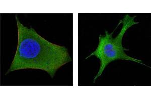 Figure3: Confocal immunofluorescence analysis of Hela (left) and 3T3-L1 (right) cells using WNT1 mouse mAb (green). (WNT1 Antikörper)